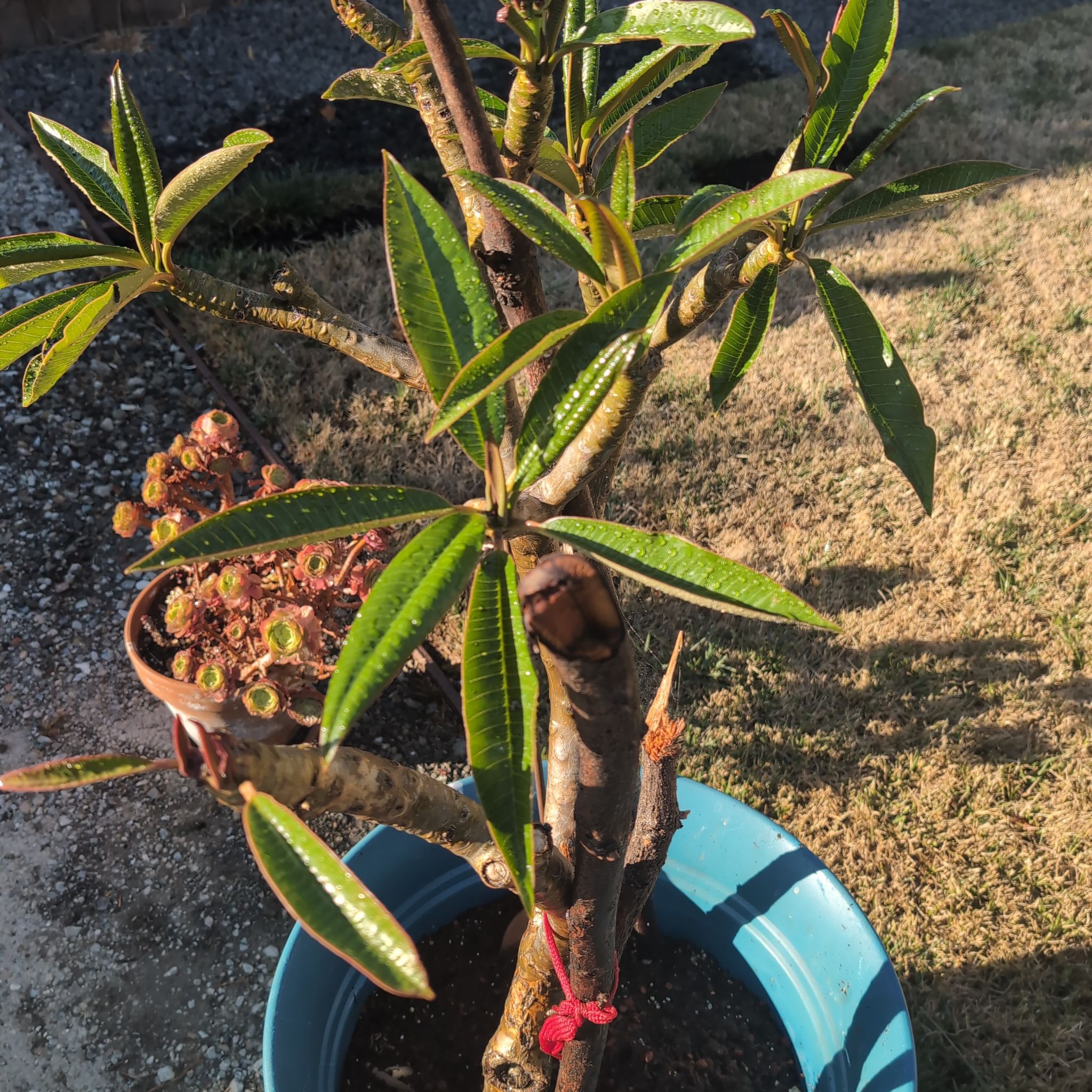Photo of the plant species PLUMERIA by @nan1188911 named Plumplum on Greg, the plant care app