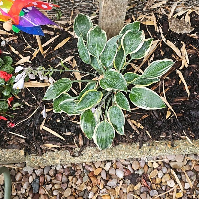 Photo of the plant species Hostas by @SpunkyBrowallia named Kendall on Greg, the plant care app