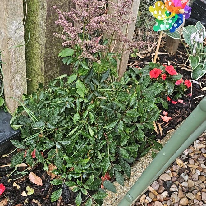 Photo of the plant species Astible by @SpunkyBrowallia named Sigmund on Greg, the plant care app