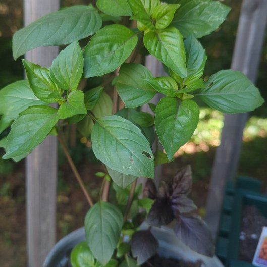 Photo of the plant species Large Leaf Italian Basil by @CentralLychee62 named Basil on Greg, the plant care app