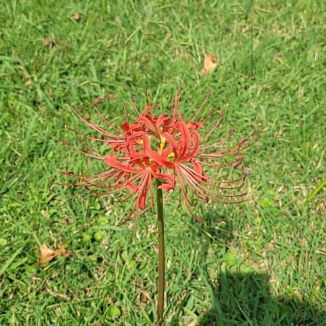 Photo of the plant species Hell Flower by @KeenPilea1 named Bigleef Smalls on Greg, the plant care app
