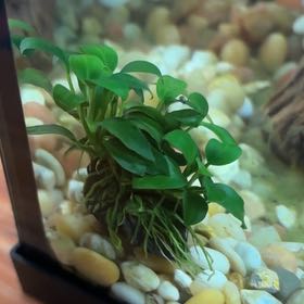 Photo of the plant species Anubias by @LargeKatsura26 named Duke on Greg, the plant care app