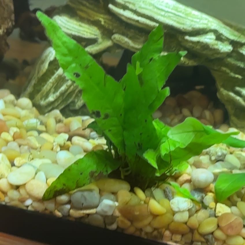Photo of the plant species Amazon Sword by @LargeKatsura26 named Athena on Greg, the plant care app