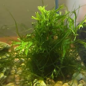 Photo of the plant species Java Moss by @LargeKatsura26 named Navajo on Greg, the plant care app