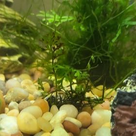 Photo of the plant species African Water Fern by @LargeKatsura26 named Fernie Mac on Greg, the plant care app
