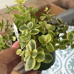 Photo of the plant species Sun Sparkler Sedum by @FunPunanova73 named Prince on Greg, the plant care app