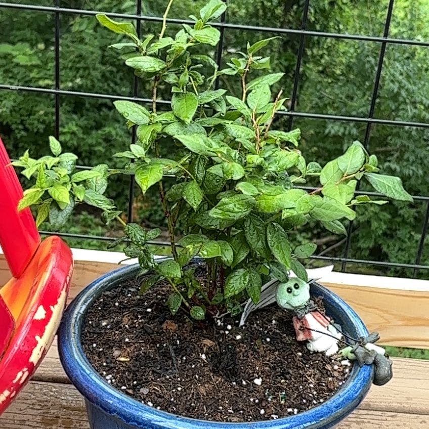 Plant care for Blueberry Tree on Greg, the plant care app