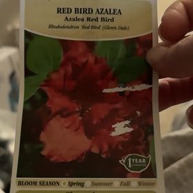 Photo of the plant species Azalea by @DurableChia89 named Diana on Greg, the plant care app