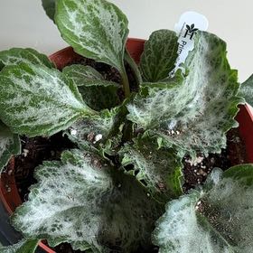 Photo of the plant species Primulina by @ProfuseFernmoss named Athena on Greg, the plant care app