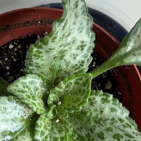 Photo of the plant species Primulina by @ProfuseFernmoss named Betty on Greg, the plant care app