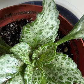 Photo of the plant species Primulina by @ProfuseFernmoss named Diane Marie on Greg, the plant care app