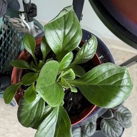 Photo of the plant species Primulina by @ProfuseFernmoss named Aiko on Greg, the plant care app