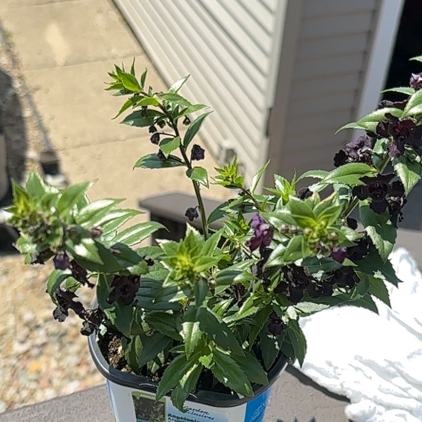 Photo of the plant species Angelonia by @HunkyCedarofgoa named Apollo on Greg, the plant care app