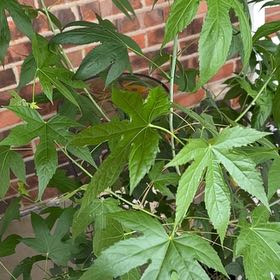 Photo of the plant species Abutilon Pictum by @FancierAlula50 named Aria on Greg, the plant care app
