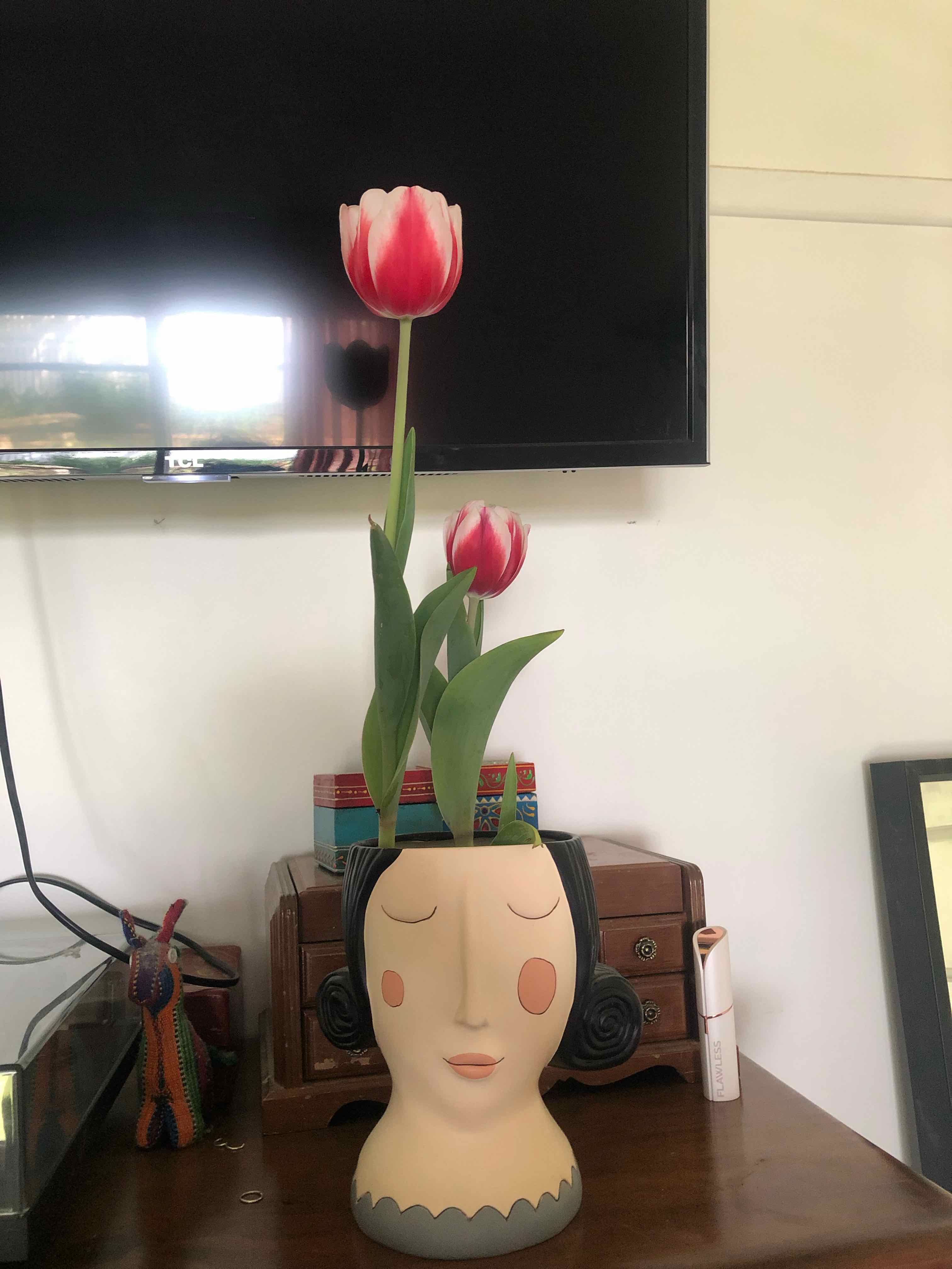Garden Tulip plant in a decorative pot with two flowers, one fully bloomed and one partially bloomed.