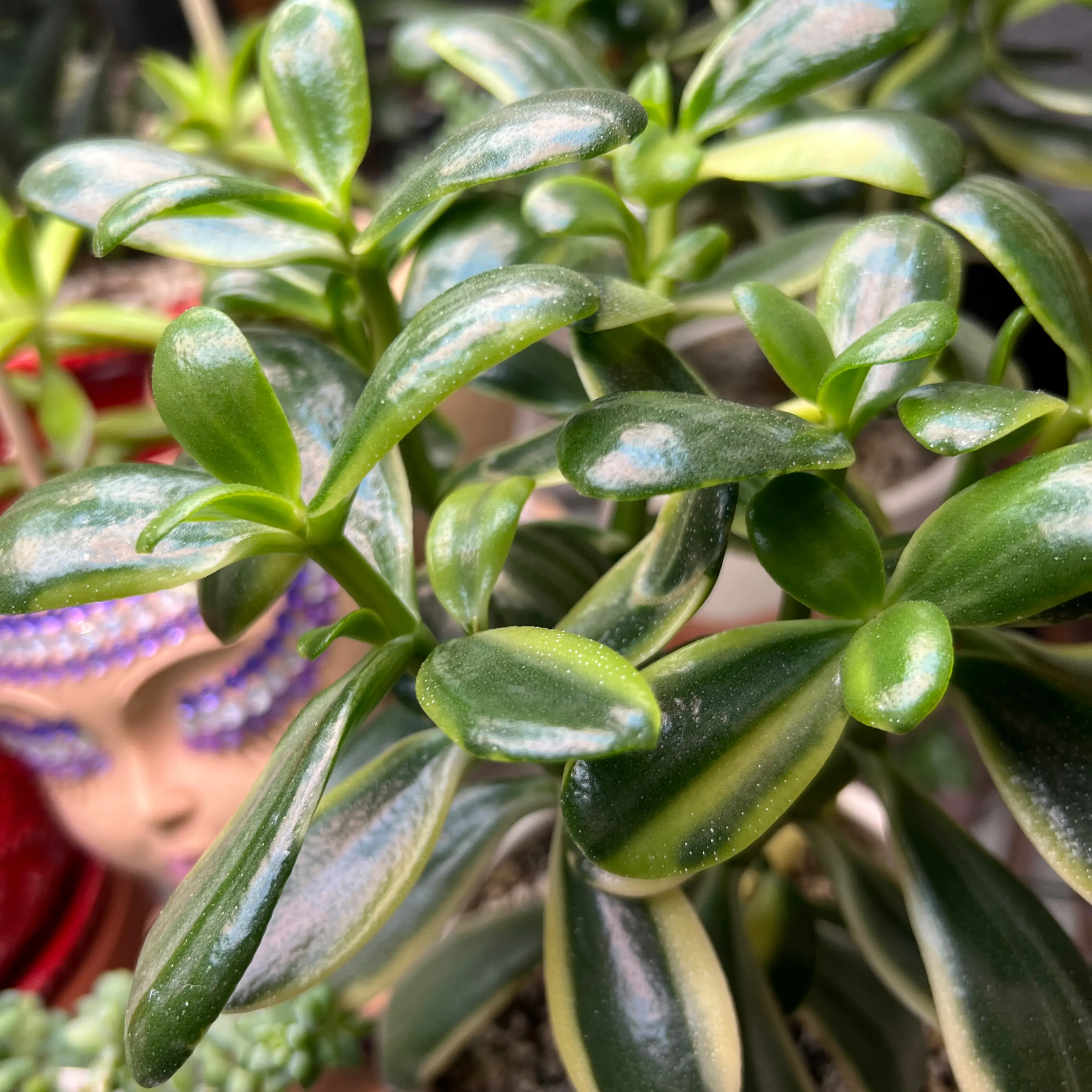 Photo of the plant species Verigated Jade by @Babsie75 named Coco on Greg, the plant care app