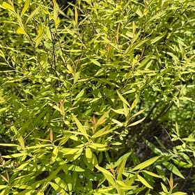 Photo of the plant species Spirea by @NiftyLichen18 named Miley on Greg, the plant care app