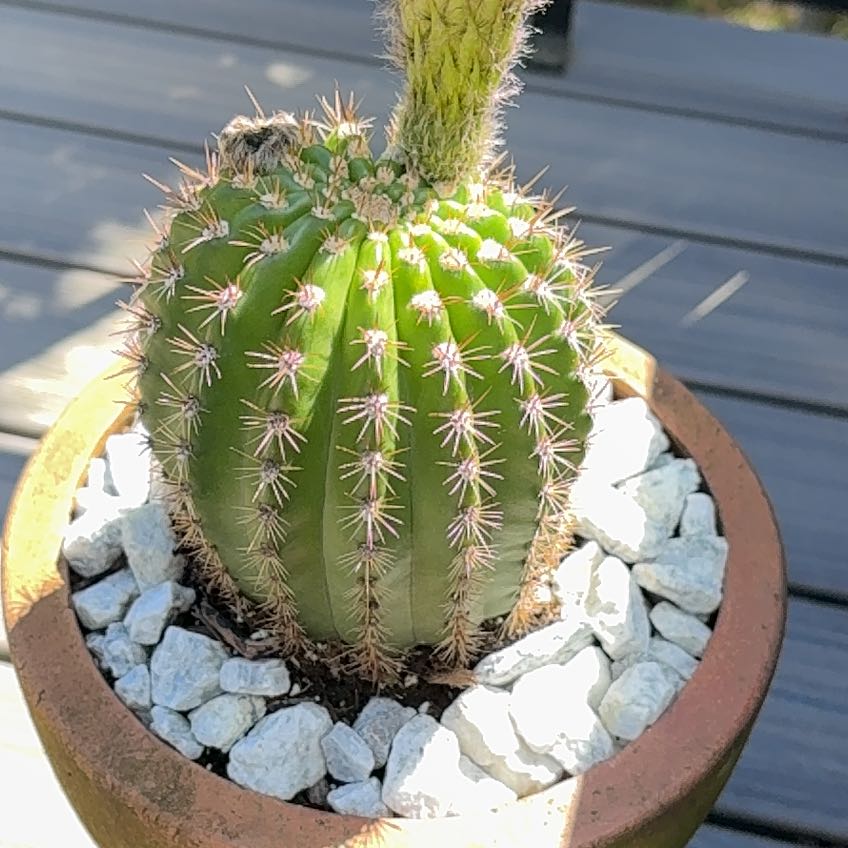 Photo of the plant species Red Torch Cactus by @NiftyLichen18 named Rosa on Greg, the plant care app