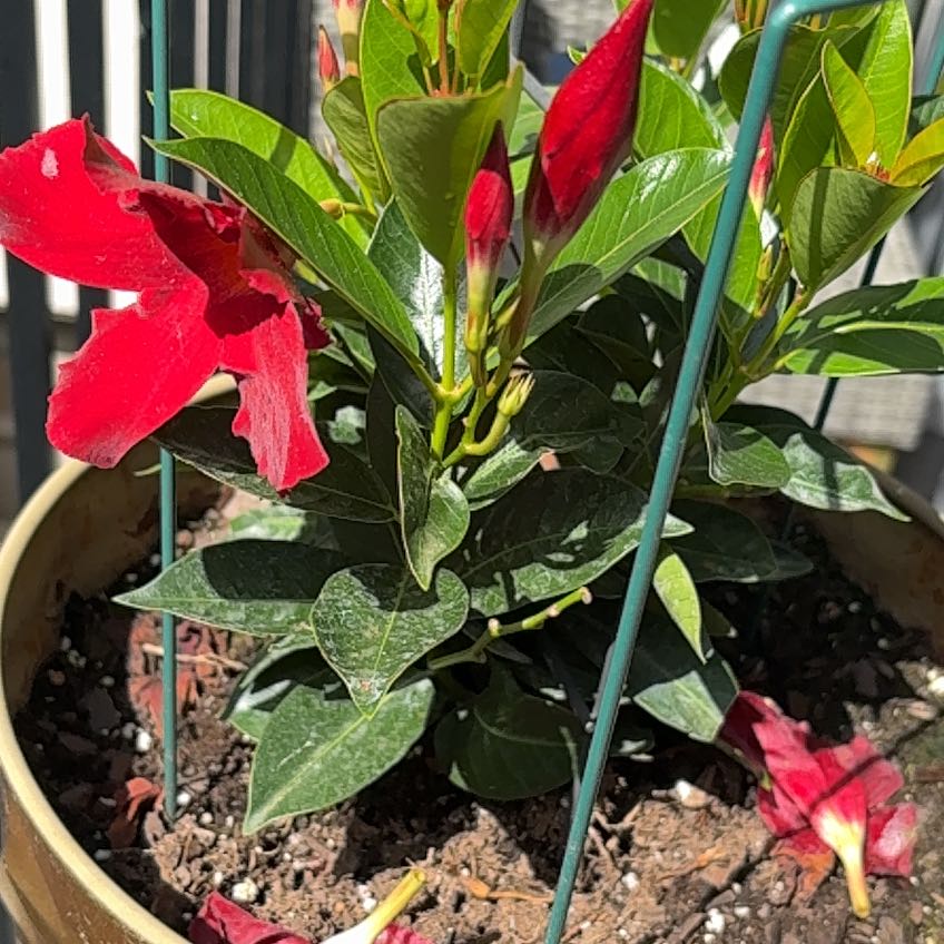 Photo of the plant species Rio by @NiftyLichen18 named Marley on Greg, the plant care app