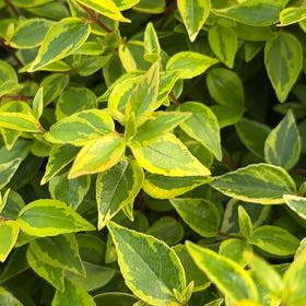 Photo of the plant species Abelia 'Kaleidoscope' by @NiftyLichen18 named Austen on Greg, the plant care app
