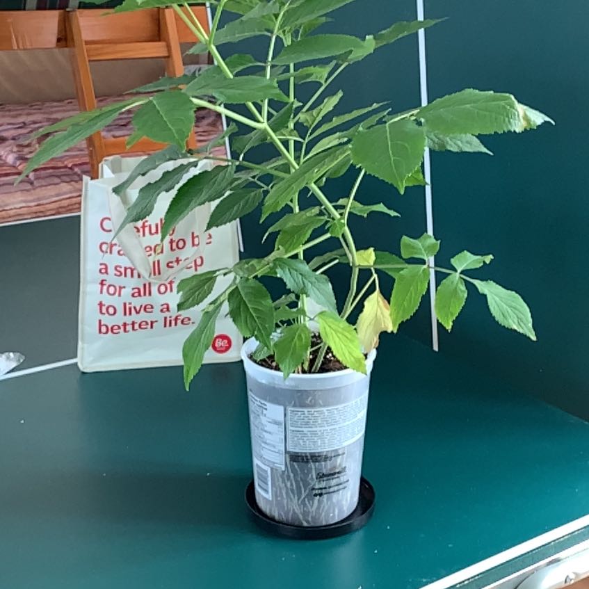 Photo of the plant species Bob Gordon Elderberry by @BabyIvy37 named James Dean on Greg, the plant care app