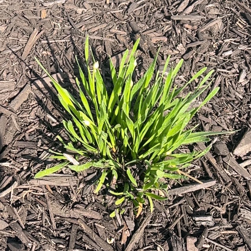 Photo of the plant species Annual Bluegrass by Erin named Mochi on Greg, the plant care app