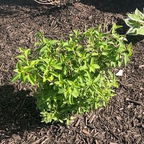 Photo of the plant species Laurel Sumac by Erin named Elle on Greg, the plant care app