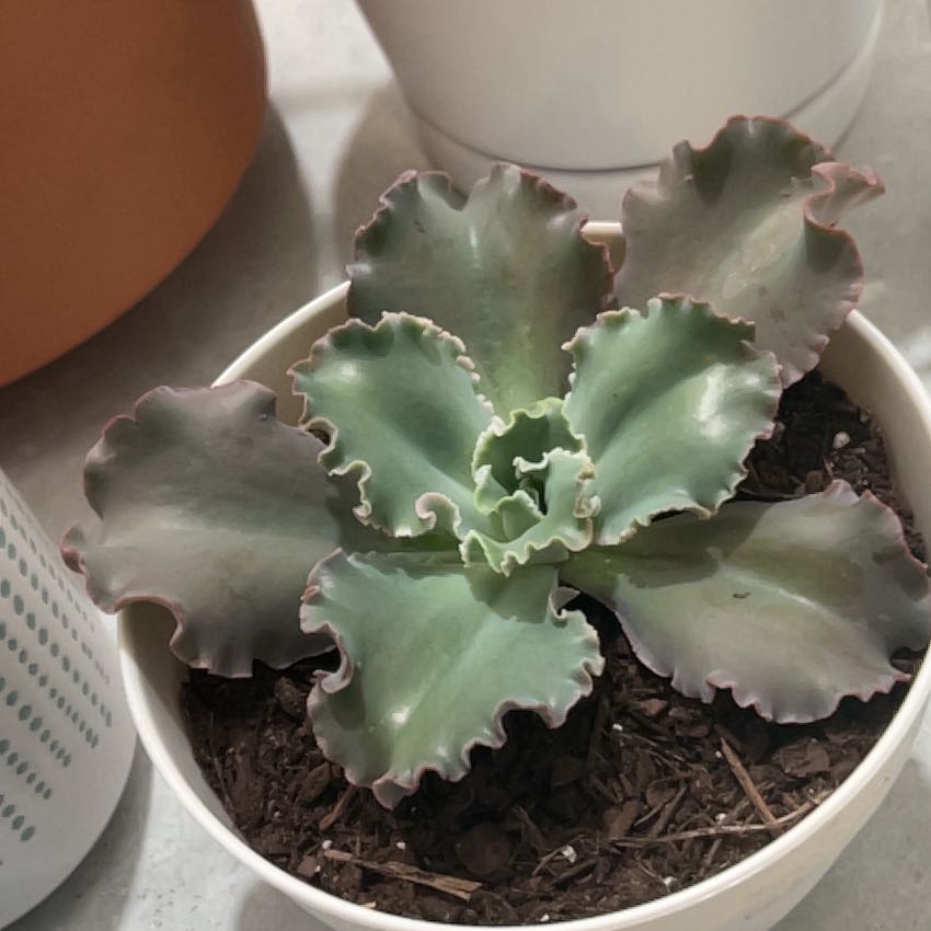 Photo of the plant species Echeveria 'Giant Blue' by @IdolRichweed89 named Waffles on Greg, the plant care app