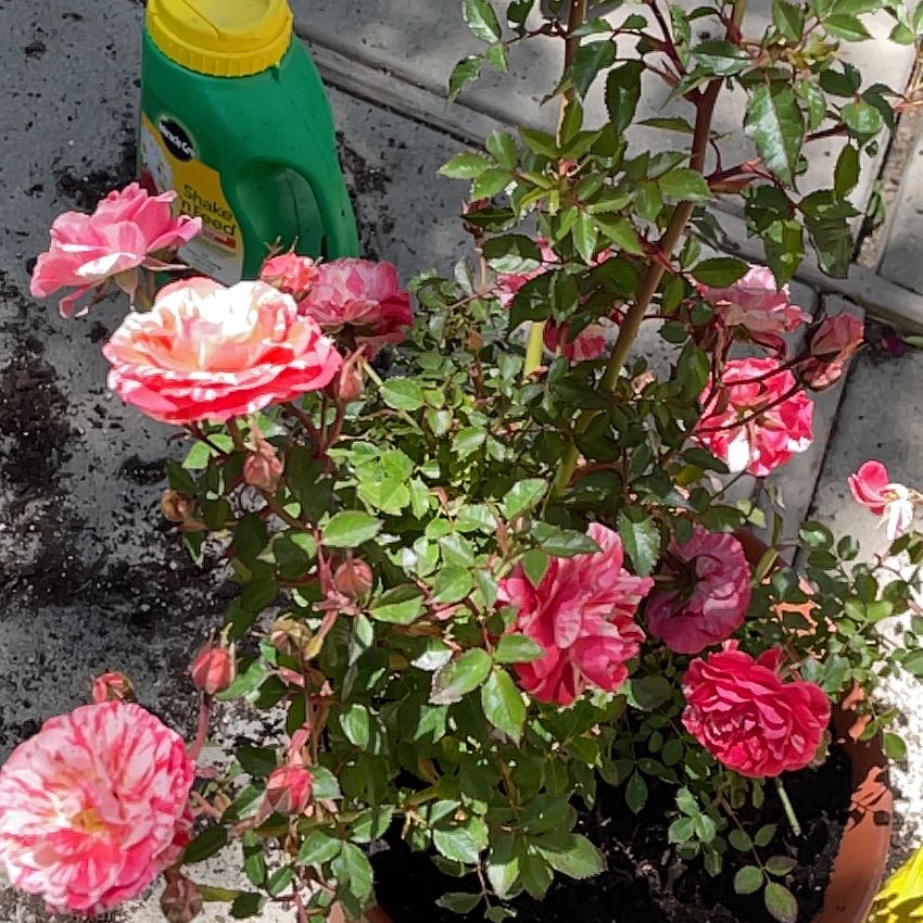 Photo of the plant species Rose by @SocialMaylily87 named Candy Cream on Greg, the plant care app