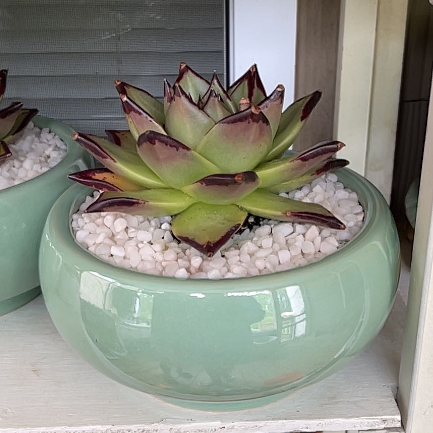 Photo of the plant species Echeveria 'Ebony' by @FestalBigfoot98 named Austen on Greg, the plant care app