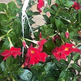 Photo of the plant species Mandevilla by @BrawnyBilberry named Taylor Swift on Greg, the plant care app