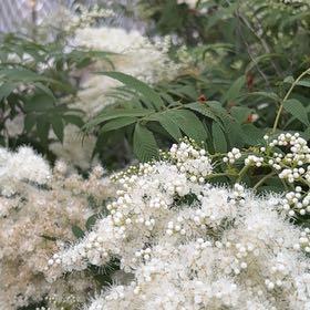 Photo of the plant species False Spiraea by @ComposedPignut named Michelle Branch on Greg, the plant care app