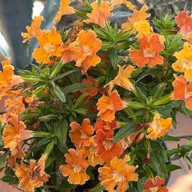 Photo of the plant species Sticky Monkey Flower by @PeakSkypilot56 named Austen on Greg, the plant care app
