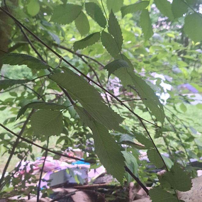 Photo of the plant species American Chestnut by @SirCoconut52 named Planty on Greg, the plant care app