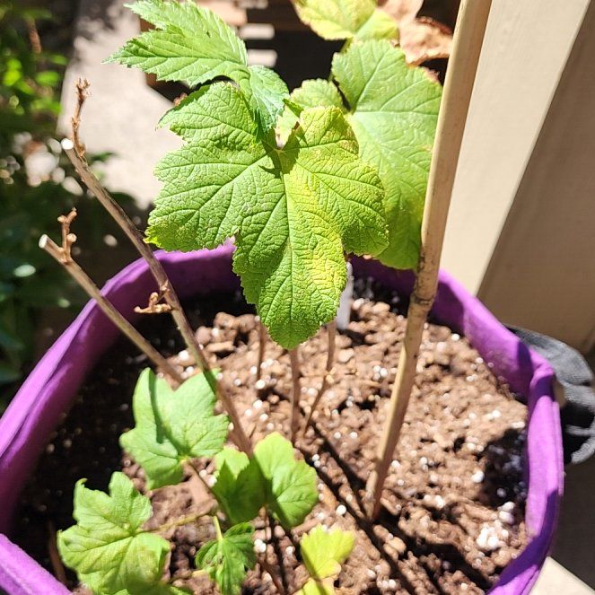 Photo of the plant species Thimbleberry by @NobleTawa67 named Madonna on Greg, the plant care app