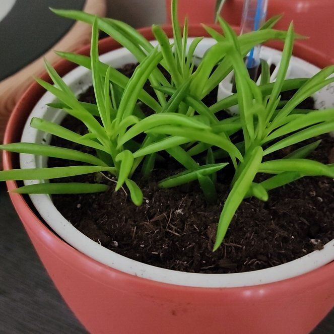 Photo of the plant species Happy Bean Peperomia by @NobleTawa67 named Keanu Leaves on Greg, the plant care app