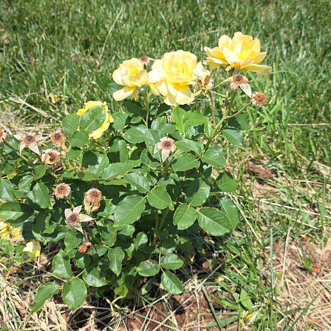 Photo of the plant species Floribunda Rose by @PetDaisy16 named Scarlett on Greg, the plant care app