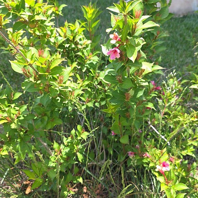 Photo of the plant species Weigela florida by @PetDaisy16 named Kylie on Greg, the plant care app