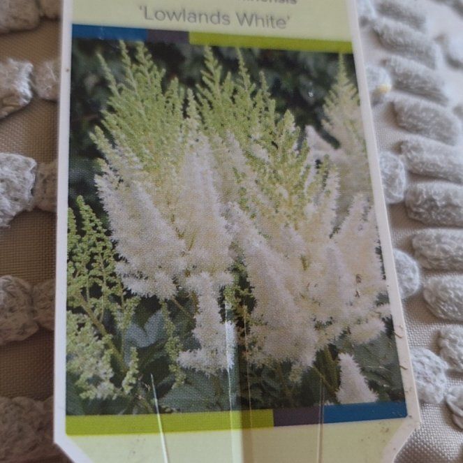 Photo of the plant species Astilbe 'Lowlands White' by @PetDaisy16 named Coco on Greg, the plant care app