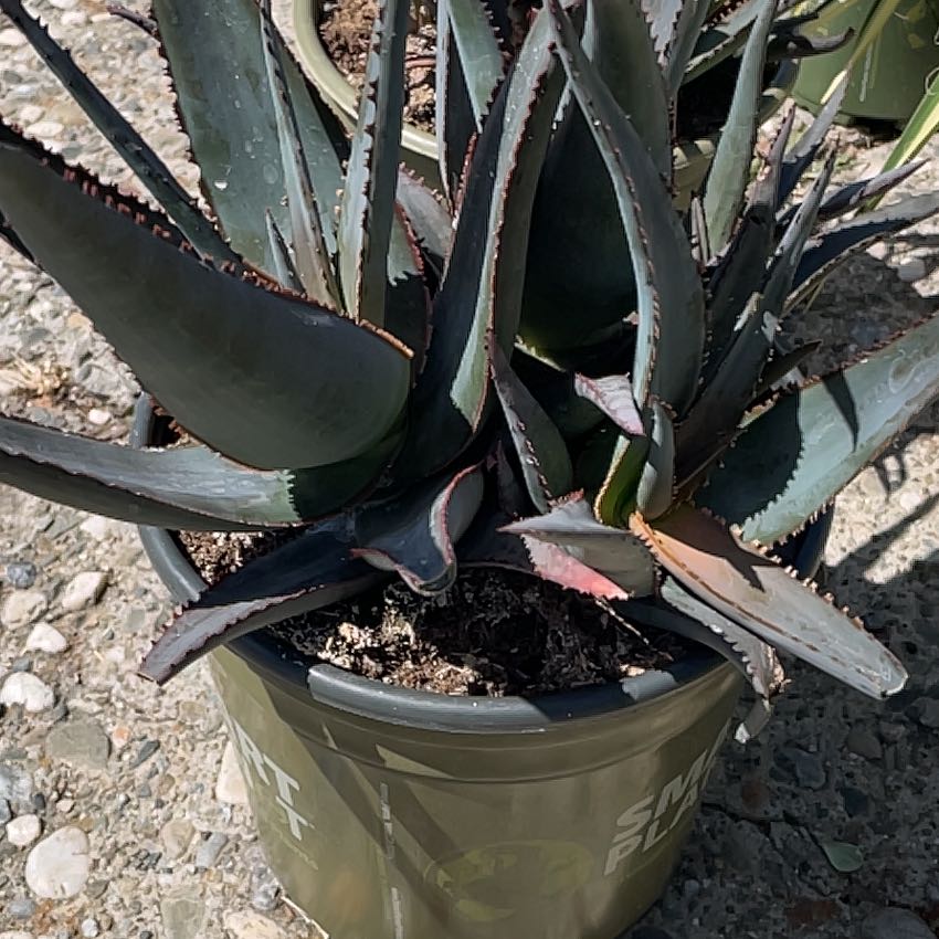 Photo of the plant species Aloe divaricata subsp. divaricata by @GeniusRiberry93 named Cleopatra on Greg, the plant care app