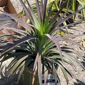 Photo of the plant species Yucca desmetiana 'Blue Boy' by @GeniusRiberry93 named Hamilton on Greg, the plant care app