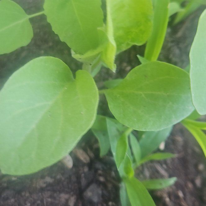 Photo of the plant species Orange Honeysuckle by @YernPlain6 named Gates on Greg, the plant care app