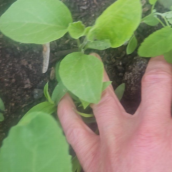 Photo of the plant species Orange Honeysuckle by @YernPlain6 named Orlando Bloom on Greg, the plant care app