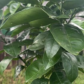 Photo of the plant species Blood Orange by @FancyStarflower named Sir Plancelot on Greg, the plant care app