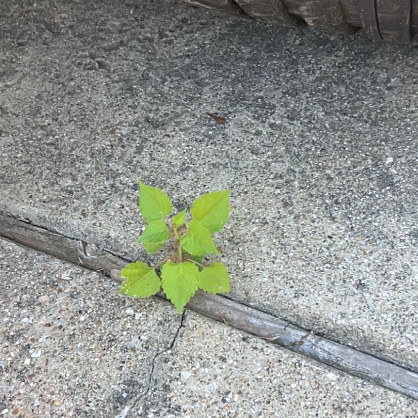 Photo of the plant species Crabweed by @CivilTutu3 named Shakira on Greg, the plant care app
