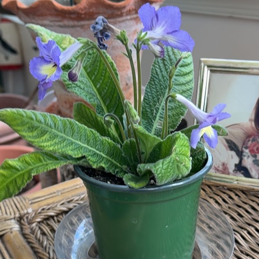 Photo of the plant species Streptocarpus 'Ladyslippers Azure' by @SheLadyRed named Ladyslippers on Greg, the plant care app