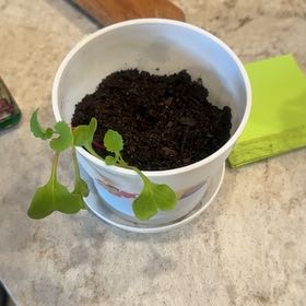 Photo of the plant species Radish by @ExecPokaka49 named Chicken Jockey on Greg, the plant care app