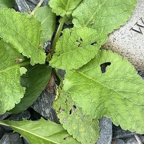 Photo of the plant species Lesser Burdock by @ZingYuzutree43 named Marley on Greg, the plant care app