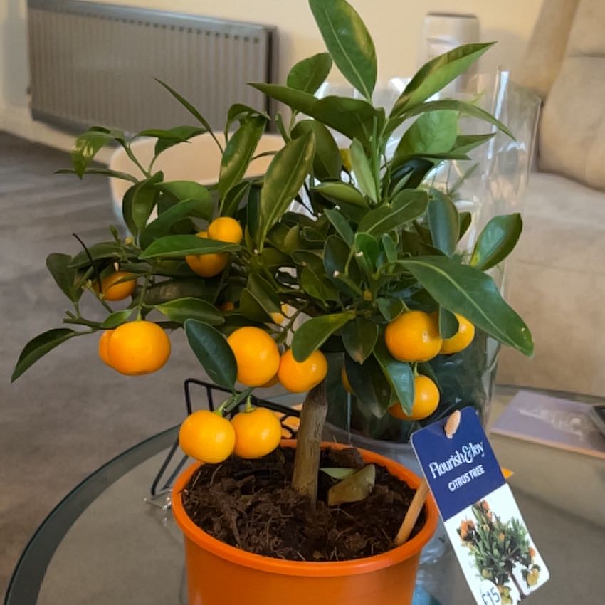 Photo of the plant species Mini Orange Tree by @Wilfo named Clooney on Greg, the plant care app