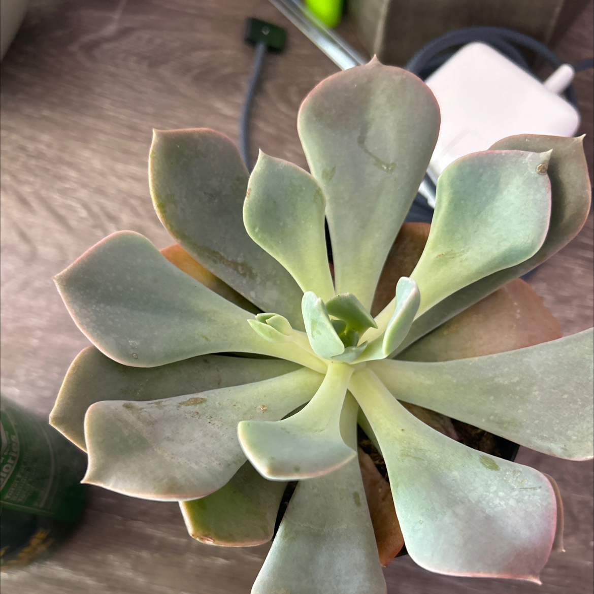 Photo of the plant species Succulent by @CrispFilbert9 named Franny on Greg, the plant care app
